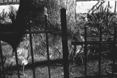 A close-up, black-and-white photo of a small dirt area surrounded by a metal fence. A large tree stands in the middle of the image, surrounded by short plants and a small flower