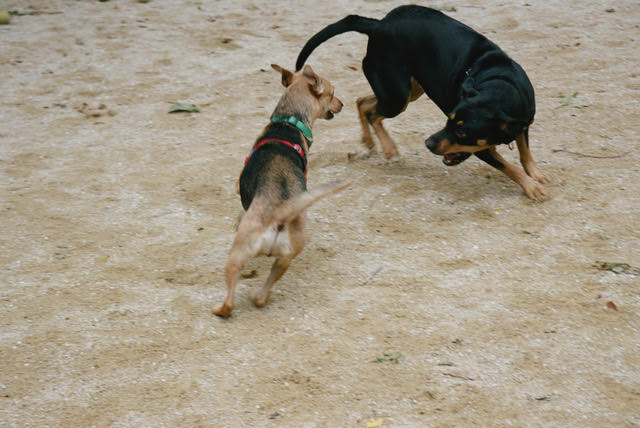 Two dogs face each other at an angle on eggshell colored sand.