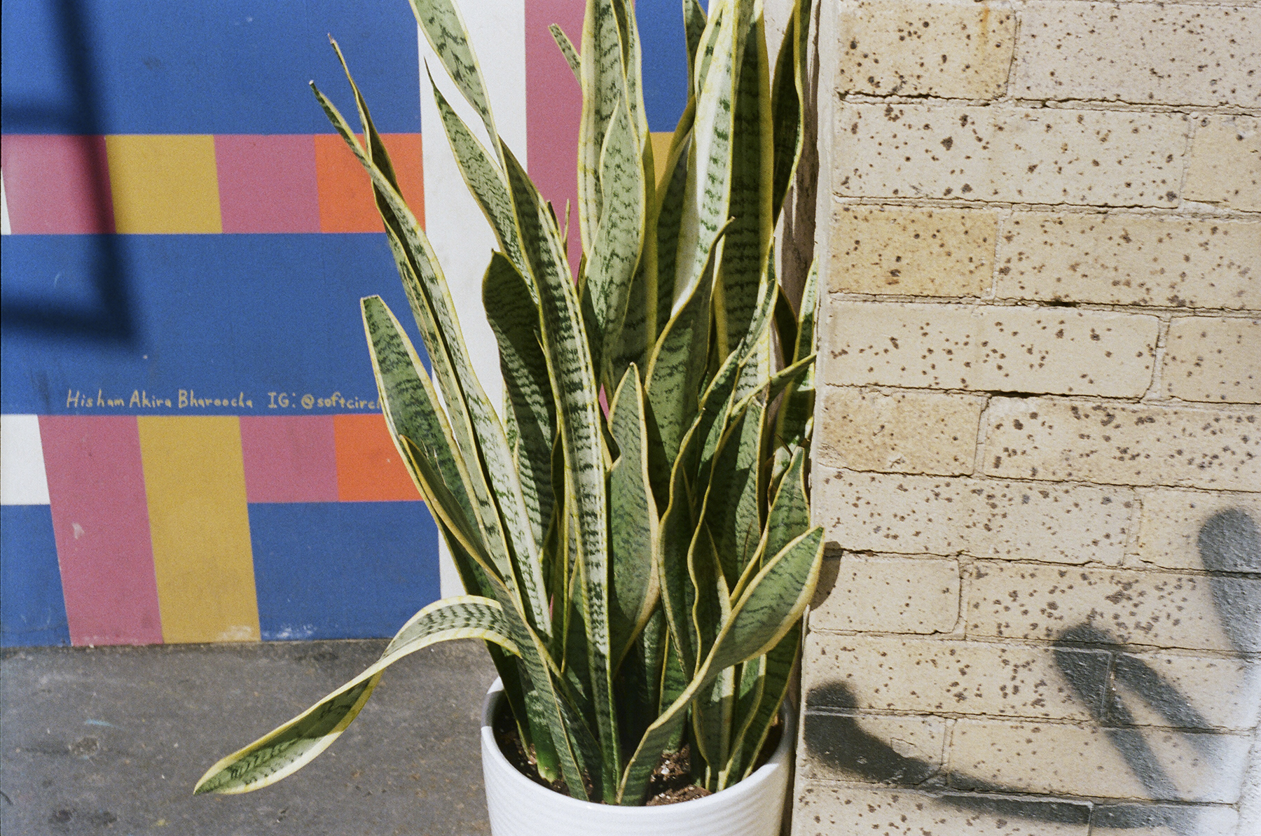 A close-up photo of a snake plant in a white pot next to a brick wall, in front of a mural with somoene's instagram handle painted on.