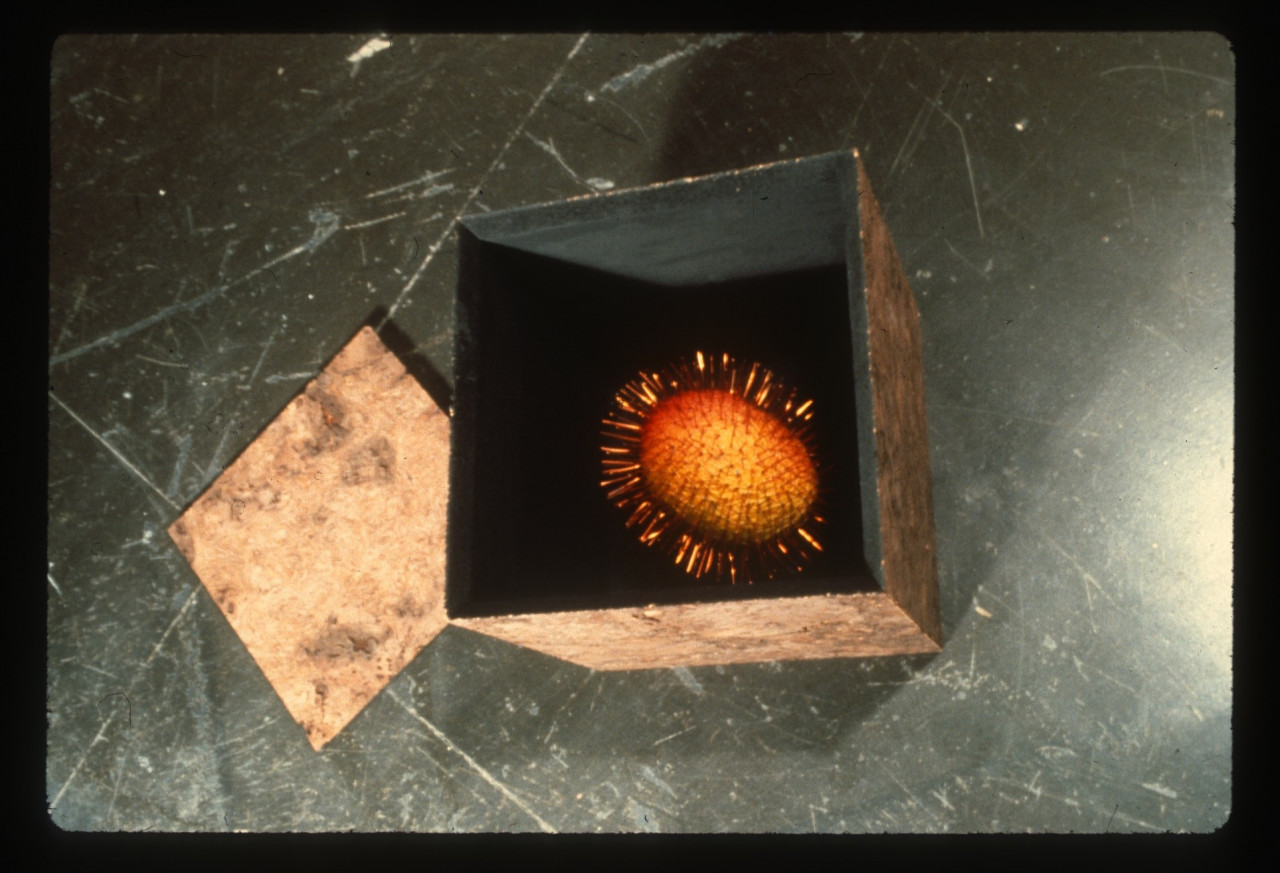 An round, orange object with protruding spikes is set inside a brown box. The box's lid is set on the black floor next to it.