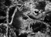 Black and white cropped image of an animal-like figure. An eye is located on the upper right corner. Feathers and fur fill the frame.