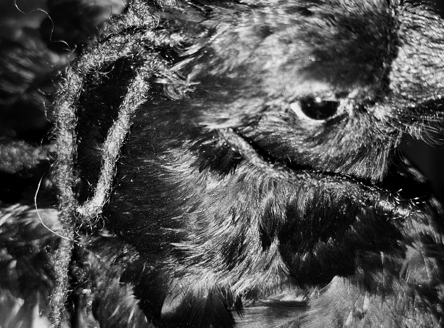 Black and white cropped image of an animal-like figure. An eye is located on the upper right corner. Feathers and fur fill the frame.