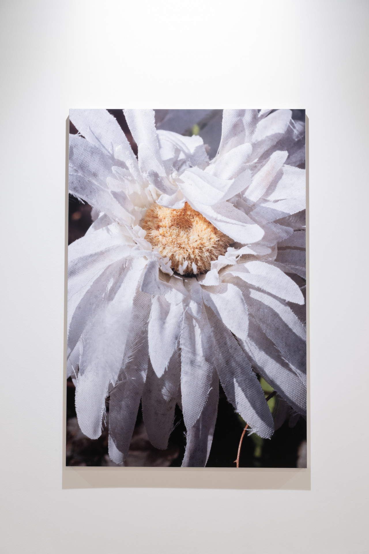 Color image of a large print of a close-up photograph of a fake daisy, with white woven petals and a yellow center.