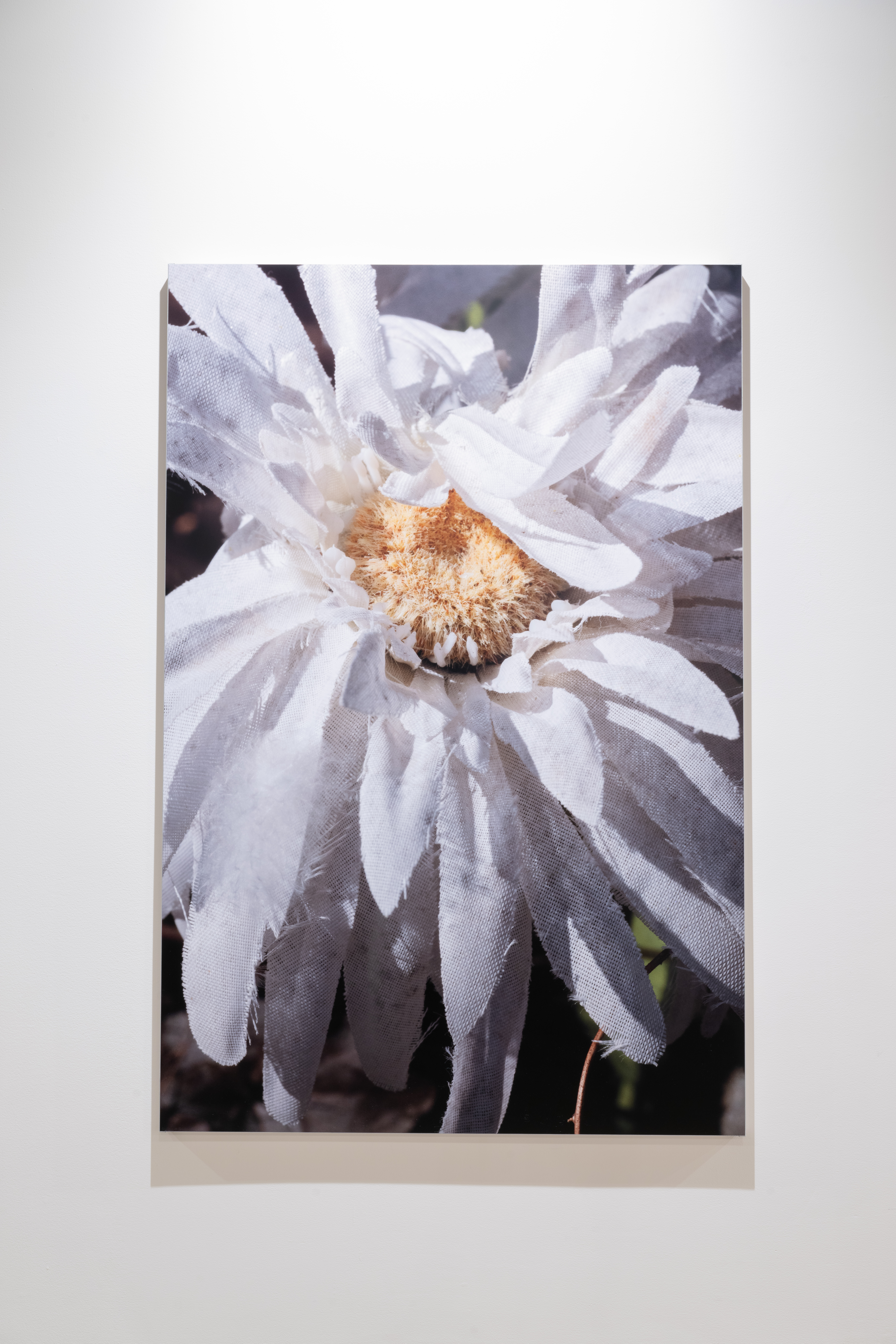 Color image of a large print of a close-up photograph of a fake daisy, with white woven petals and a yellow center.