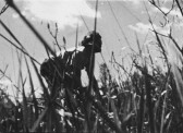 A black and white image of a figure in a field, they bend at the waist and place their hands on their knees.