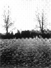 A black and white photograph of a field with trees in the background has been cut into strips and woven back together.