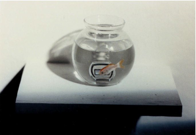 A small goldfish is visible swimming inside a round-shaped bowl with water in it with a silver watch behind it. The bowl is sitting on a pedestal on a white wall.