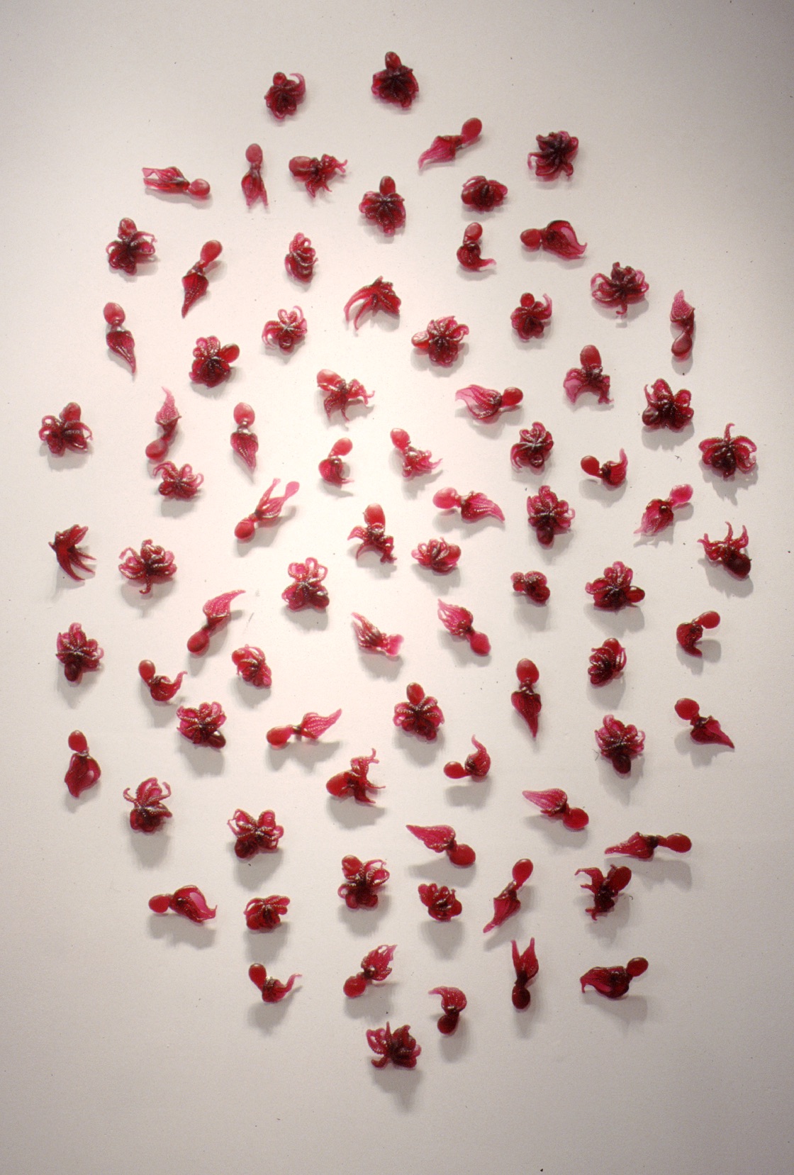 Small red sculptures of octopi and squids arranged in an oval shape on a white wall.