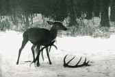 A slightly grainy, black and white image of a deer standing on snowy ground in front of woods. There are two detached antlers on the ground in front of the deer.