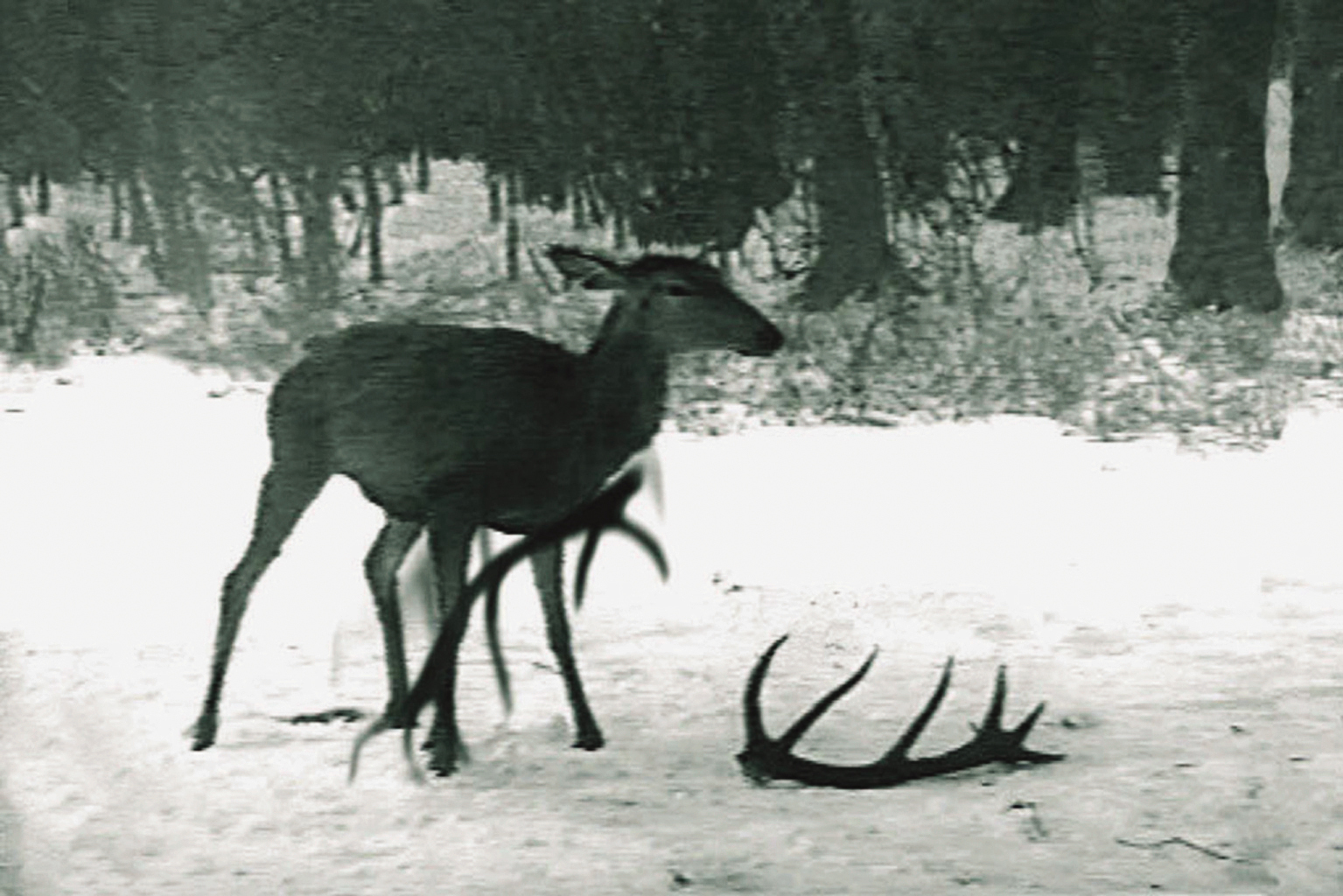 A slightly grainy, black and white image of a deer standing on snowy ground in front of woods. There are two detached antlers on the ground in front of the deer.