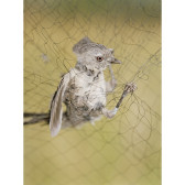A small grey bird with its head and feet caught in a net.