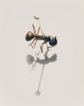 An ant is mounted on a white surface by a white pin through its center. Its shadow is visible underneath it.