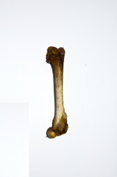 A large bone is arranged vertically against a white background. The center of the bone is a pale ceramic color, while its two ends are a darker brown color.