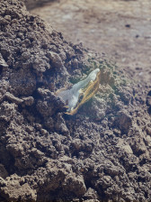 Color photograph of a mound of brown rocks and dirt. In the middle of the frame, jutting out of the mound is a broken piece of clear glass with a gold metallic finish on the outside.