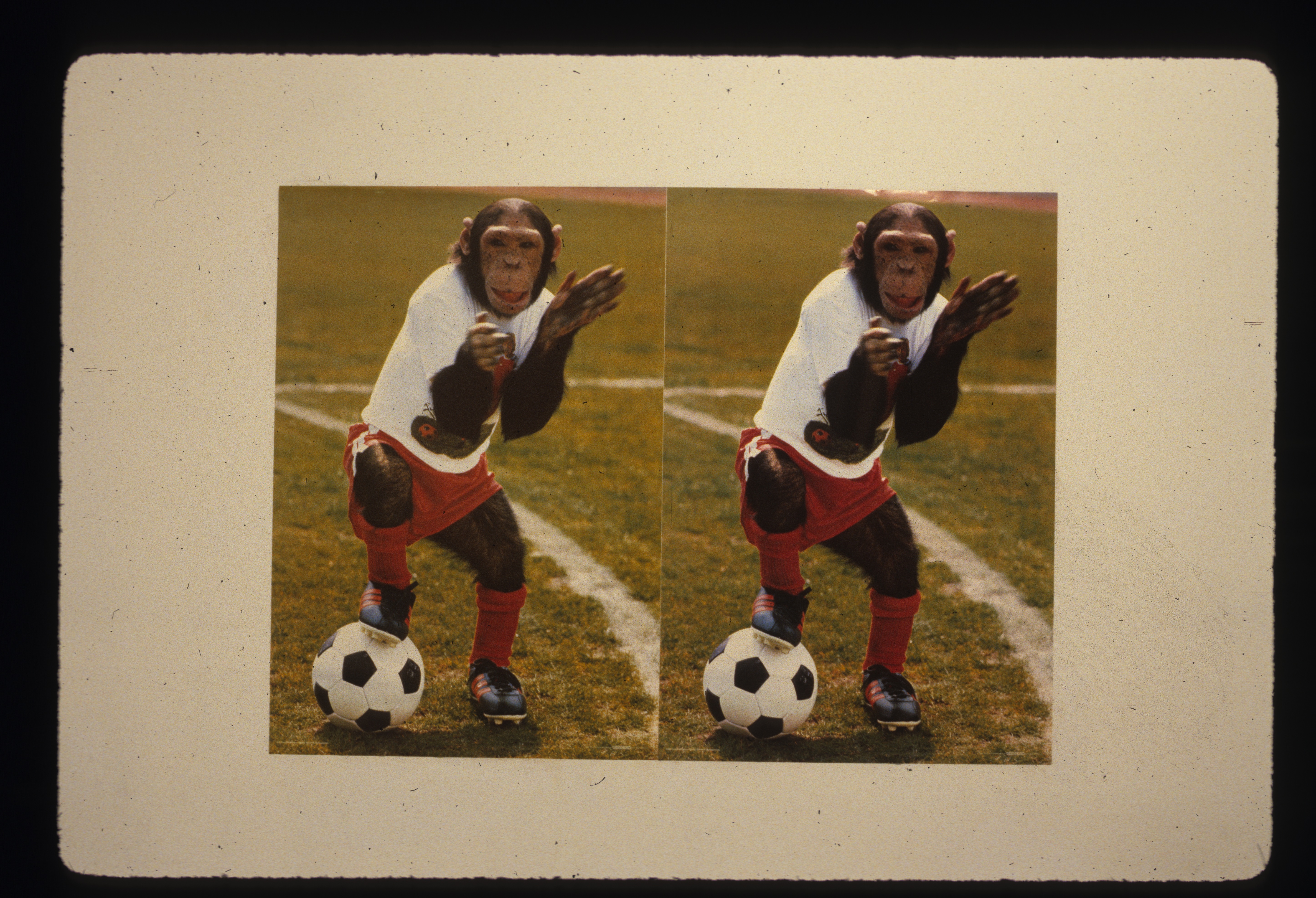 Split-screen image of a monkey dressed in sports gear with a soccer ball on a field hung on a white gallery wall. Both images in photograph appear identical.