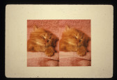 A split-screen image of a kitten sleeping with a pink blanket hanging on a white wall. Both images appear identical in photograph.