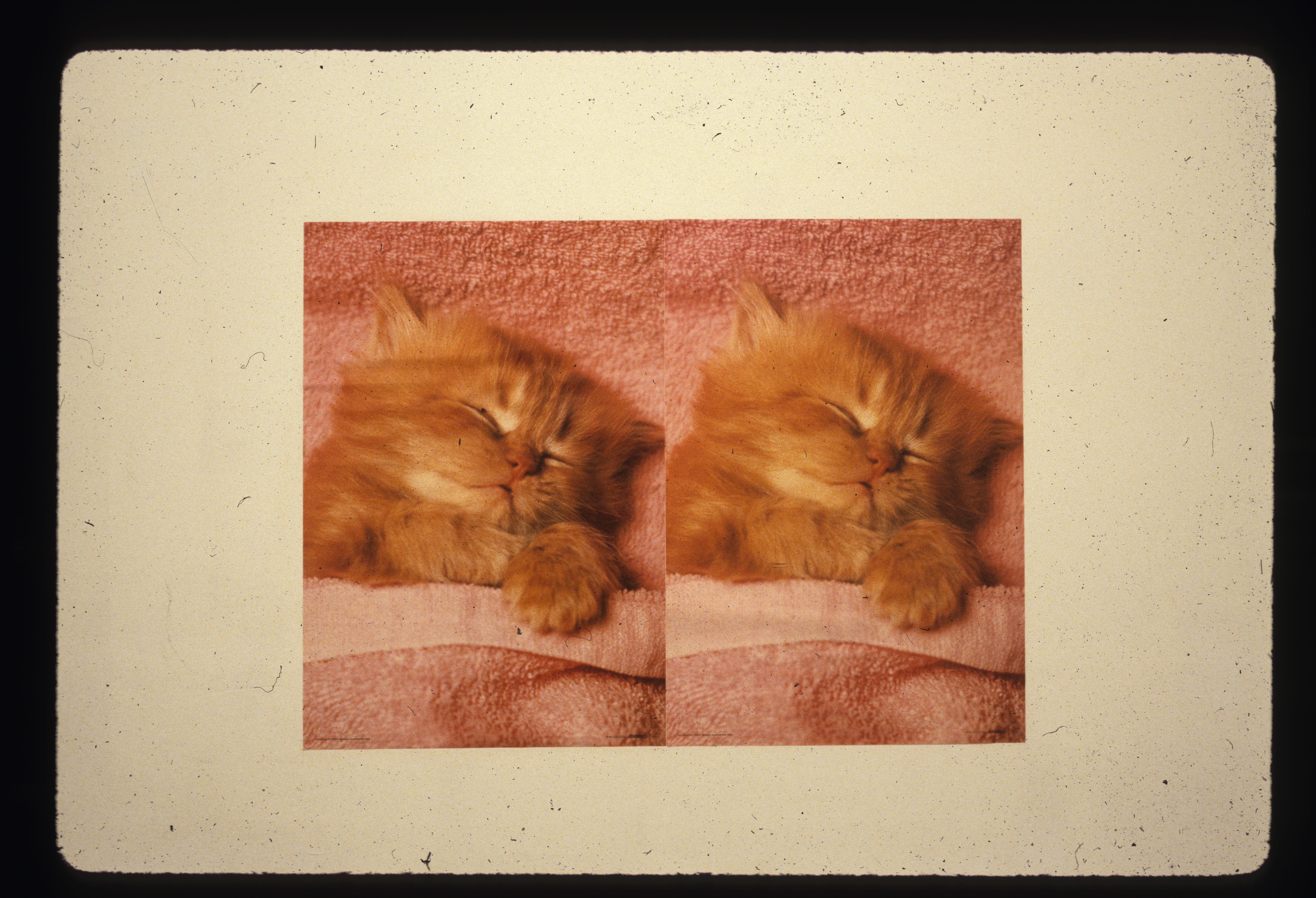 A split-screen image of a kitten sleeping with a pink blanket hanging on a white wall. Both images appear identical in photograph.