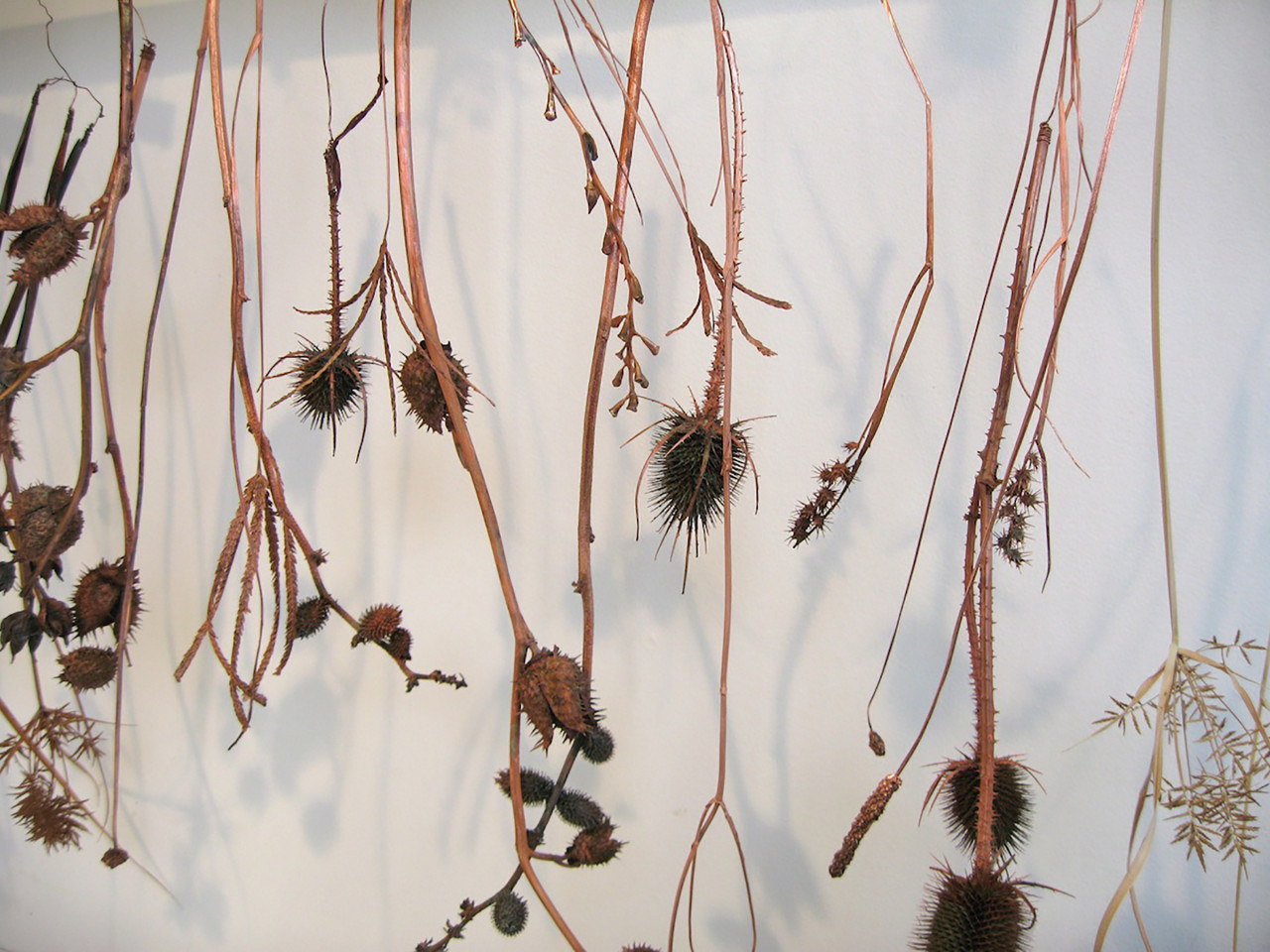 Brown, dried plants hang upside down in front of a white wall.