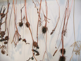 Brown, dried plants hang upside down in front of a white wall.