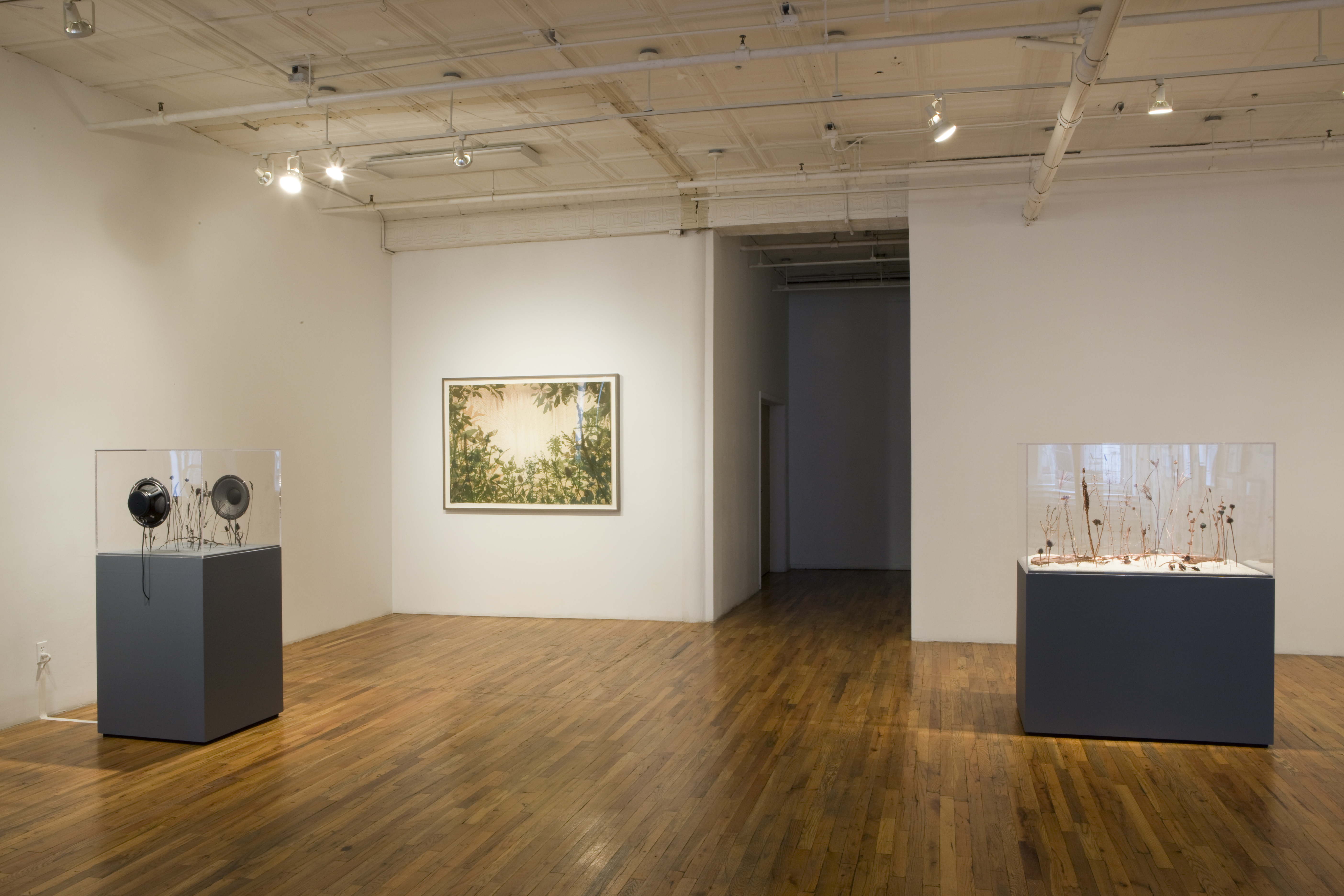 An installation shot of a gallery room. There are two black plinths with glass-encased tops. On the left, the glass cover has two speakers embedded in it, facing inward toward the dried grasses which it covers. On the right, the glass covers brown grasses standing in white sand. A print of green leaves encircling a yellow background is installed on the gallery wall behind the two plinths.