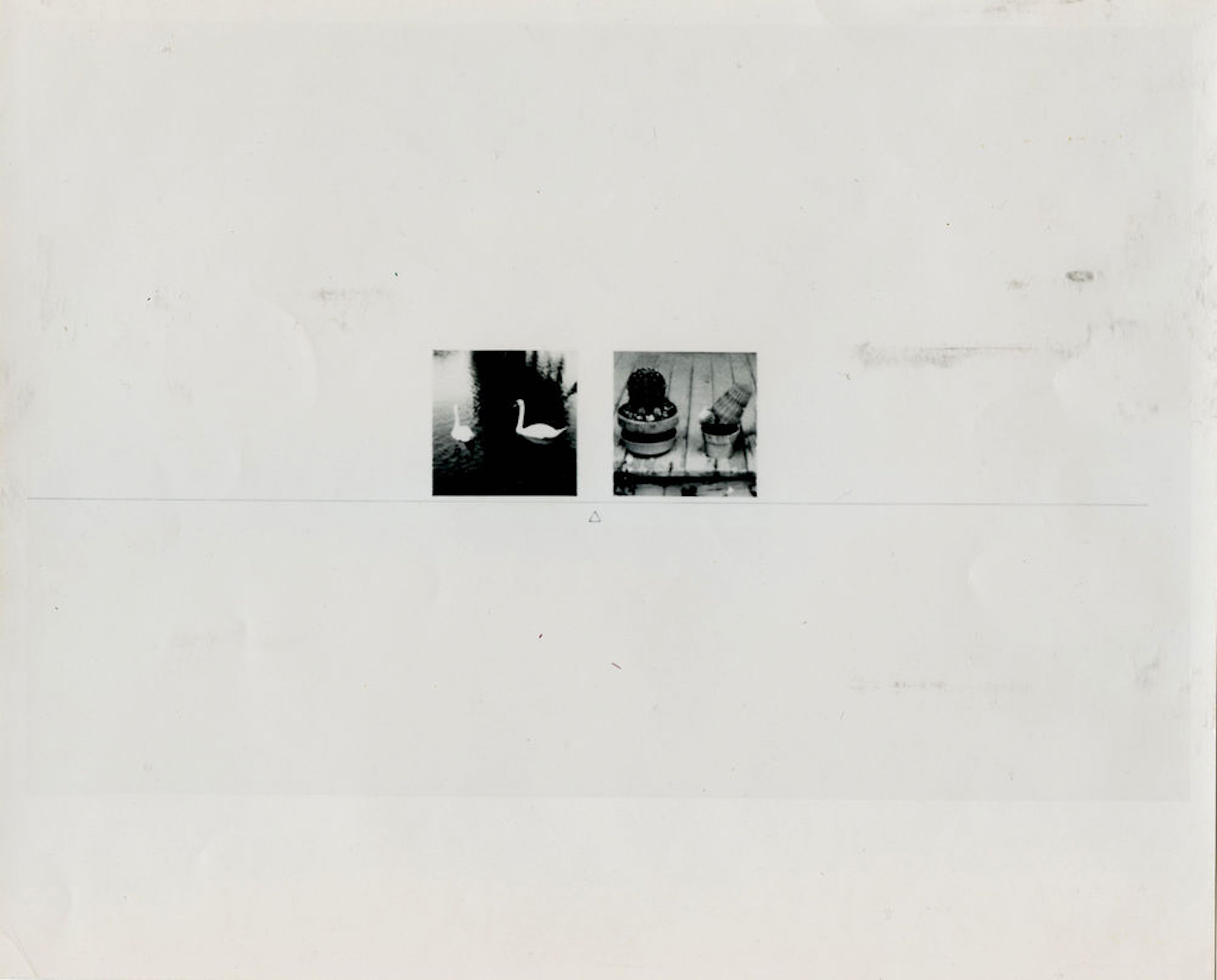 A black and white image of two photgraphs on a white surface. The picture on the left is of a pair of swans and the one on the right is of two potted cacti.