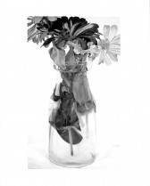 A paintings of a few bloomed white and dark flowers appear inside a vase with a white background.