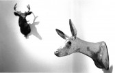 One sculpted deer head is seen in the foreground with a paper mache design and a darker deer head sculpture is seen in the background with horns. Both are hung in a white-walled gallery space.