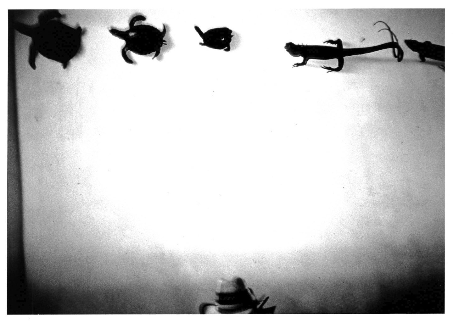 Sculptures of lizards and turtles are seen on the top portion of the image in bright lighting on a white gallery wall and on the bottom of the image is a 10-gallon hat.