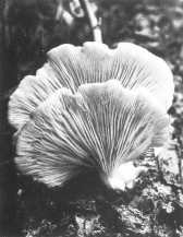 A close-up photograph of a light-colored mushroom with ruffled edges.