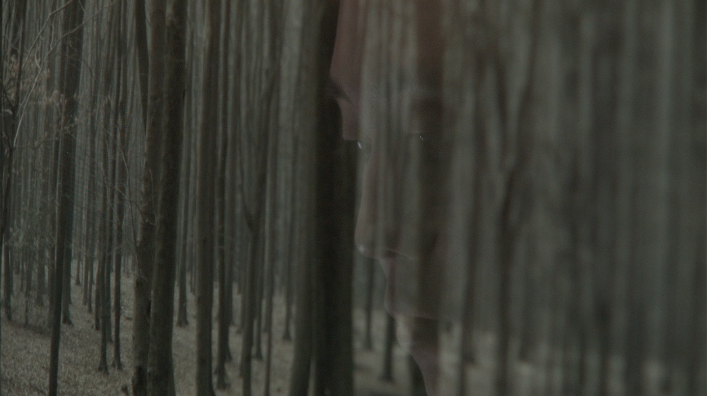 A detail view of a dim, stark forest with minimal sunlight.