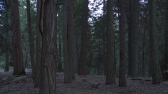 Trees in a dense forest captured at nightfall.