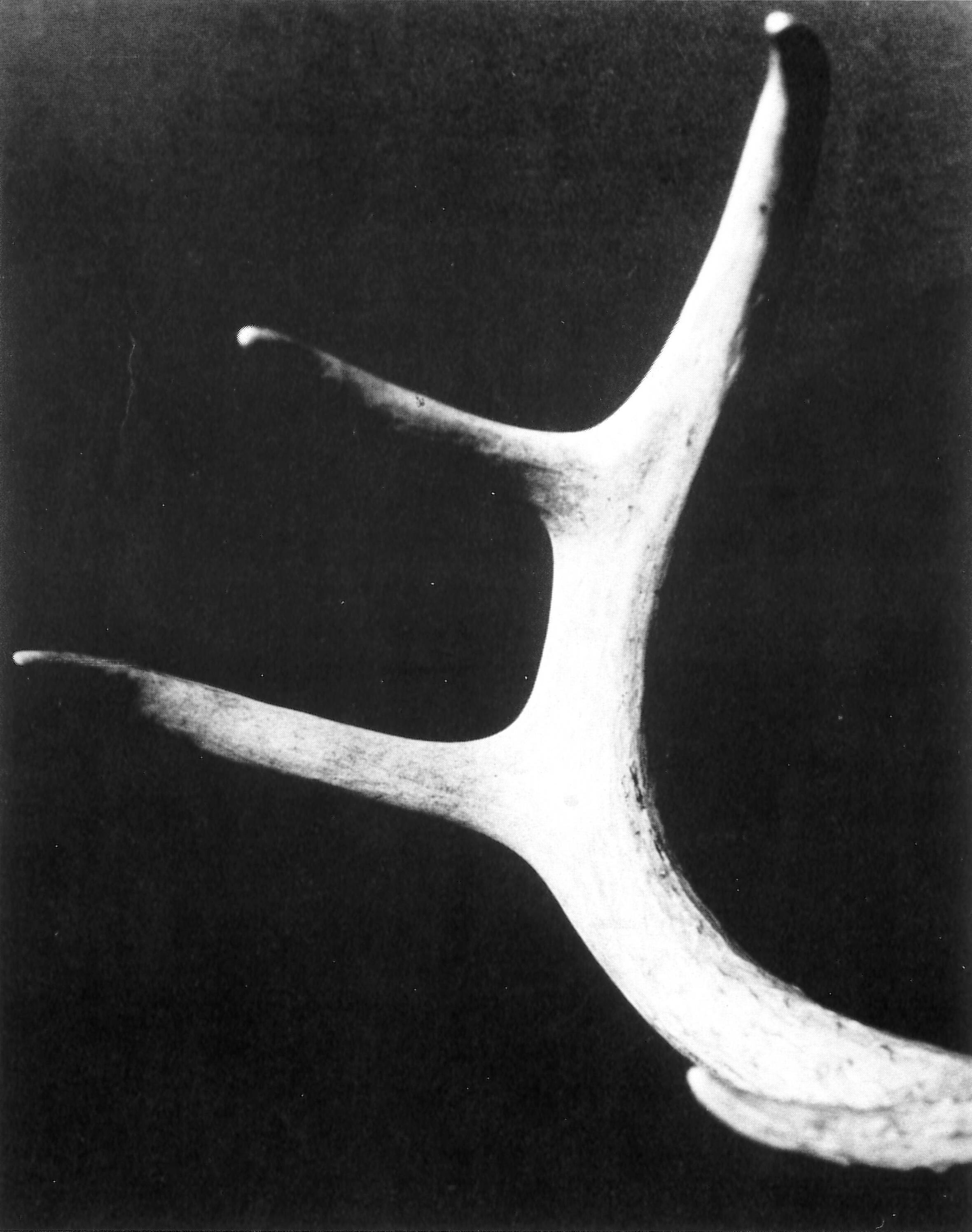 A black and white photo of an antler.