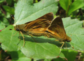 Two furry, brown and mahogany moths stand back-to-back, behinds touching, on a green leaf. More leaves can be seen in the background.