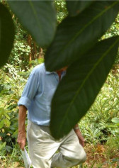 A person in white pants and a blue shirt with the sleeves rolled up to the elbows is walking through a jungle. Their face is obscured by leaves.