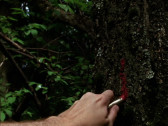 A hand reaches toward the bark of a tree, drawing a thick red line. There are leaves in the background.