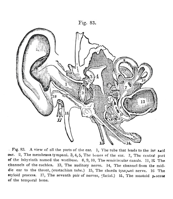 An anatomical, drawn figure of the interior of a human ear. Small lines of serif text placed below the image label the various parts and nerves on the ear, which are labeled with corresponding numbers on the drawing.