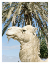 Detail view of a camel's head against a palm tree and blue sky.