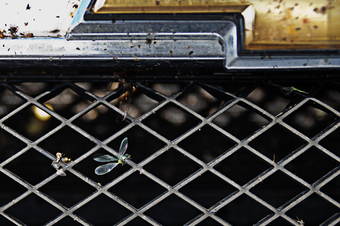 A close-up photo of the front grille of a car, depicting the bottom half of the Chevrolet logo and a section of the front metal grille. Several bugs are visible, dead and stuck to the grille.