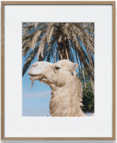 Detail view of a camel's head in profile against a palm tree and blue sky.
